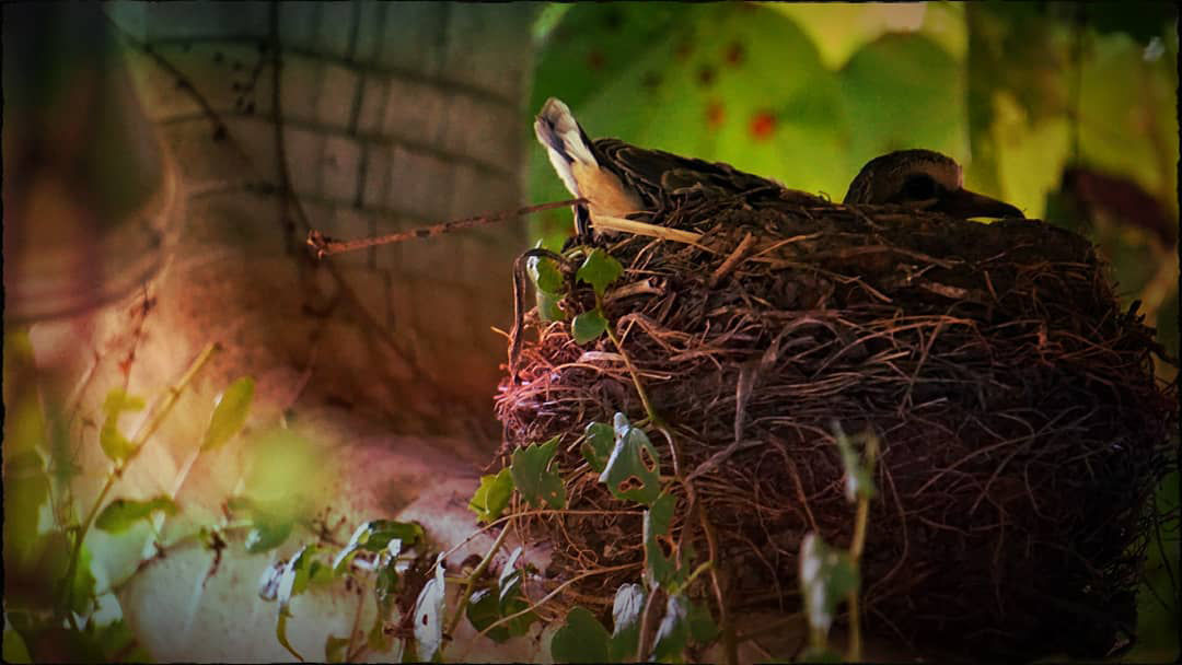 Alexis Steagall: Dove in nest